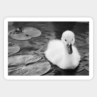 "Baby Swan" - Black & White Sticker